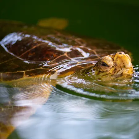 Grand Yasar 3 Вилла Okcular