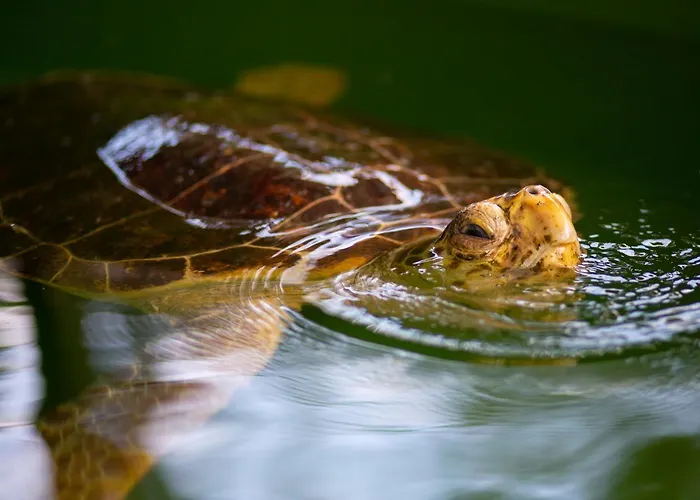 Grand Yasar 3 Вилла Okcular